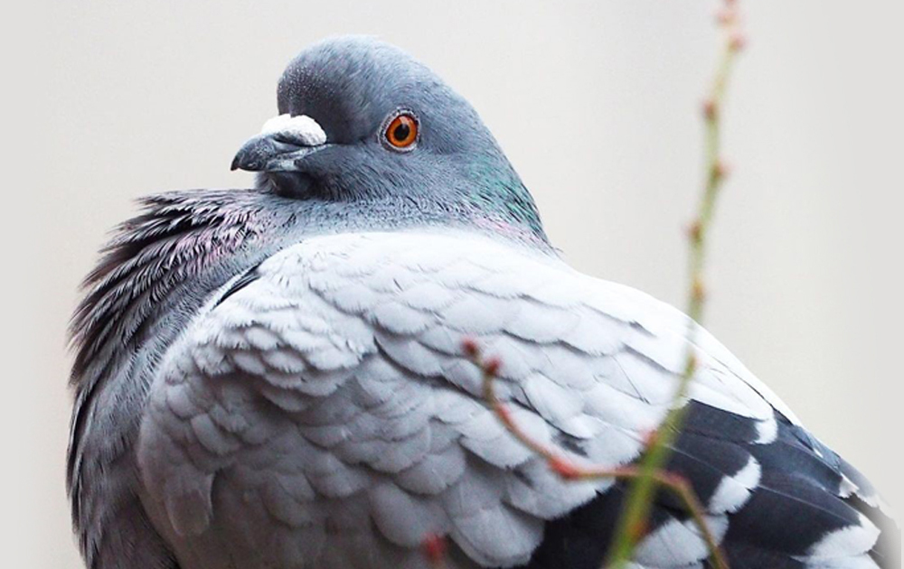 Lack of designed facilities for pigeon feeders