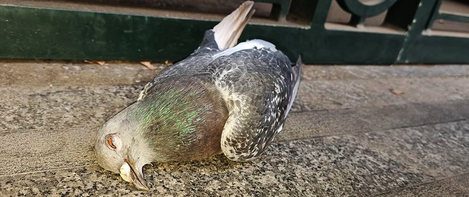 Pigeon poisoned