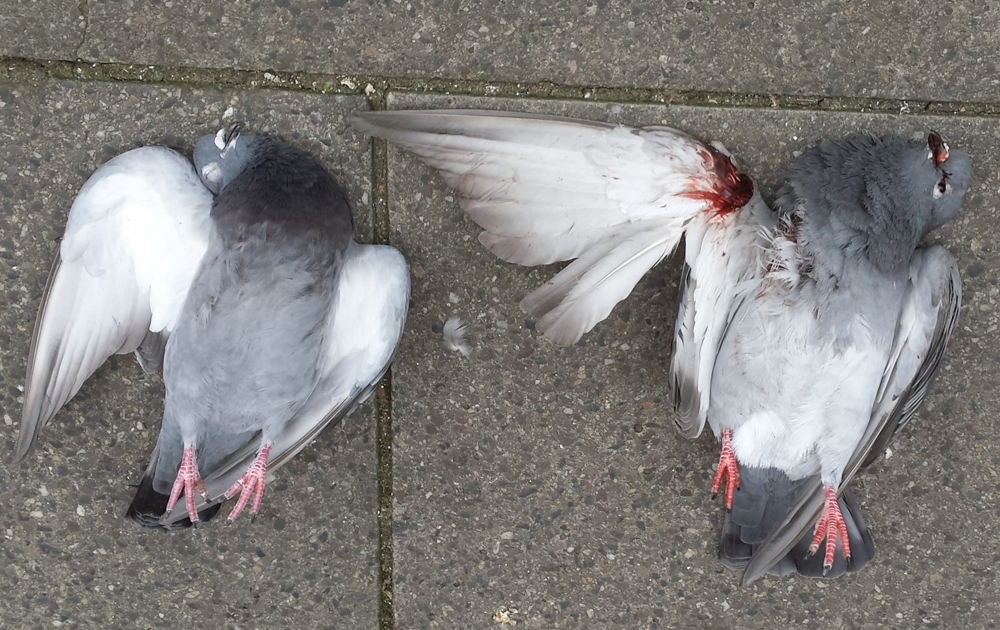 Pigeons got shot