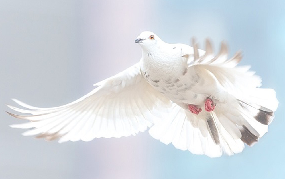 Pigeons have religious significance