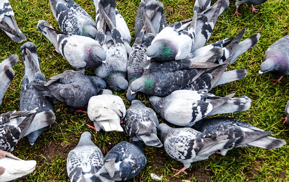 Pigeons clean up our waste