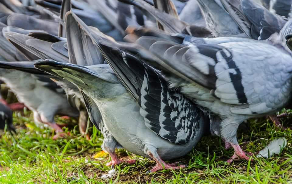 Pigeons eat weed seeds