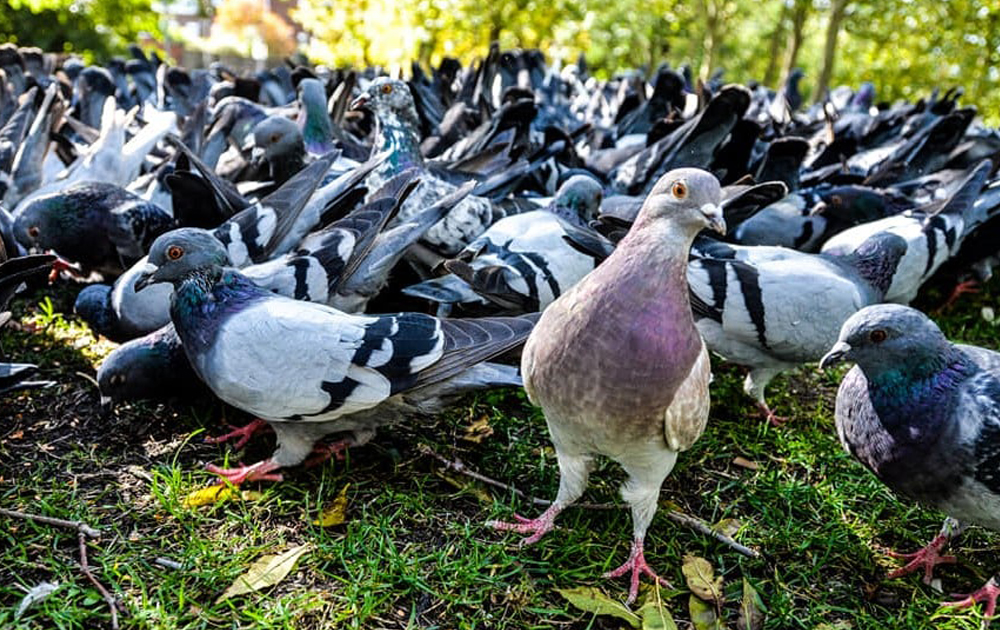 Limit flock size with pigeon birth control