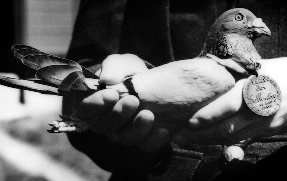 Pigeons saved many lives in wars