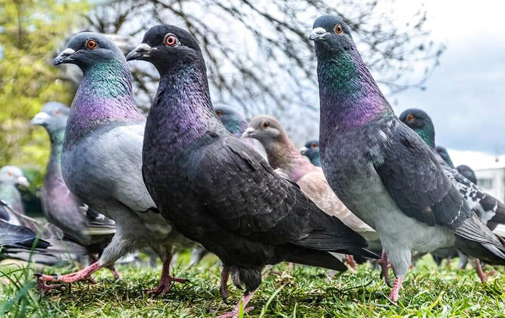 Only short-term reduction in pigeon numbers