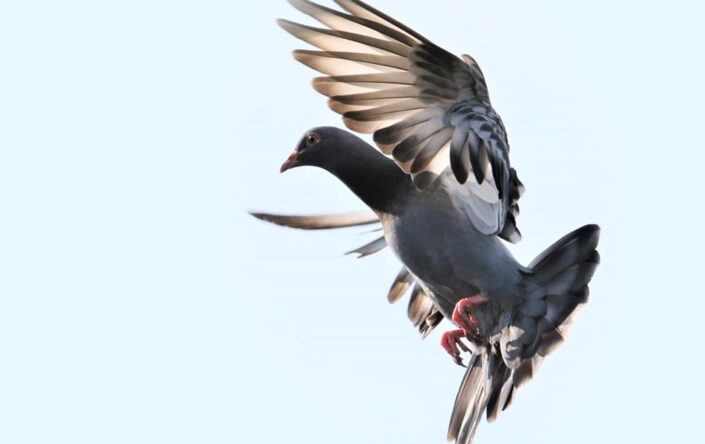 Electrical systems avoid pigeons roosting on the ledges