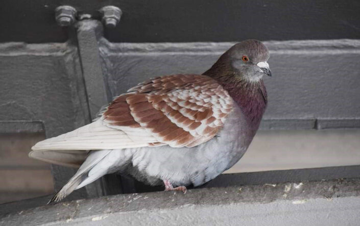 Wire systems avoid pigeons roosting on the ledges