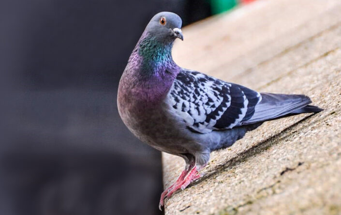 Bird slides avoid pigeons roosting on the flat ledges