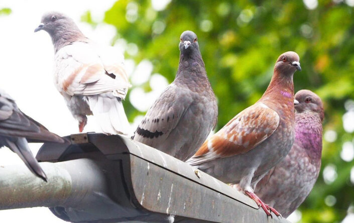 Acoustic solutions avoid pigeons roosting