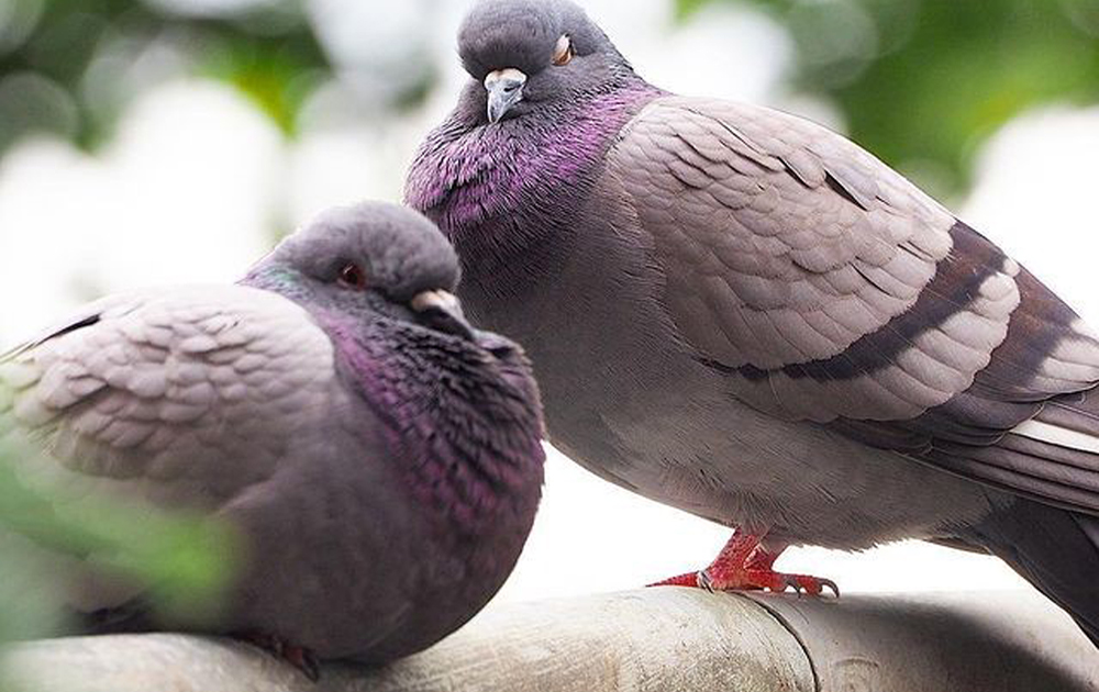 Visual solutions avoid pigeons roosting