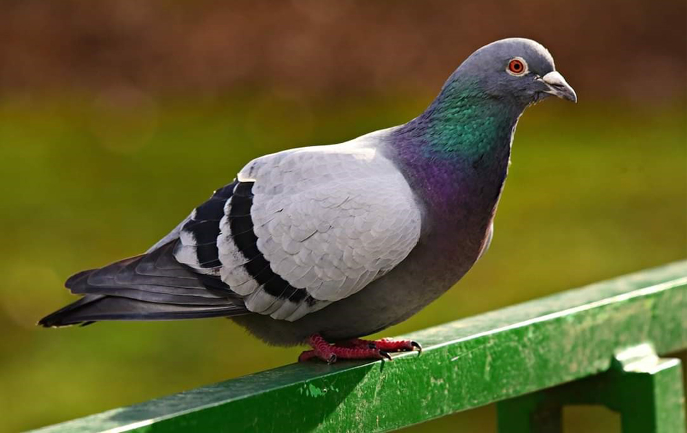 Keeping pigeons close to our hearts