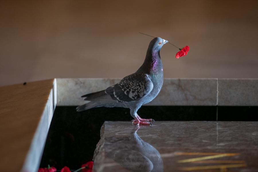 Pigeon with Poppy